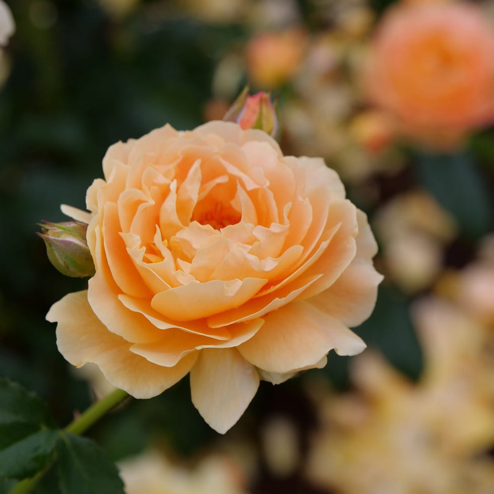 Orange At Last rose plant