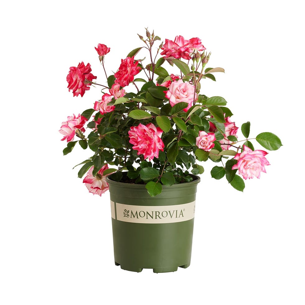 Grace N' Grit bicolor rose plant