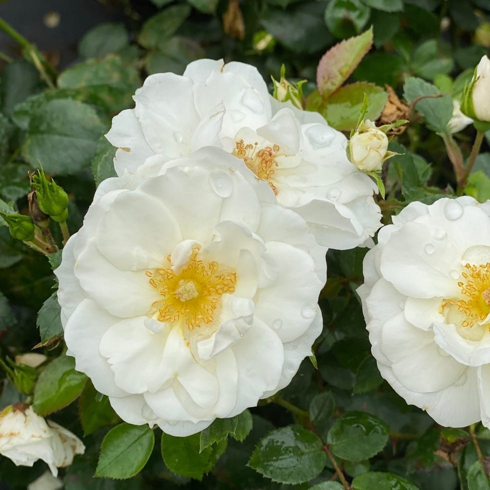 Oso Easy Ice Bay rose plant