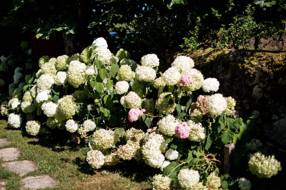 FRANCE-NATURE-HORTENSIA FRANCE-NATURE-HORTENSIA
