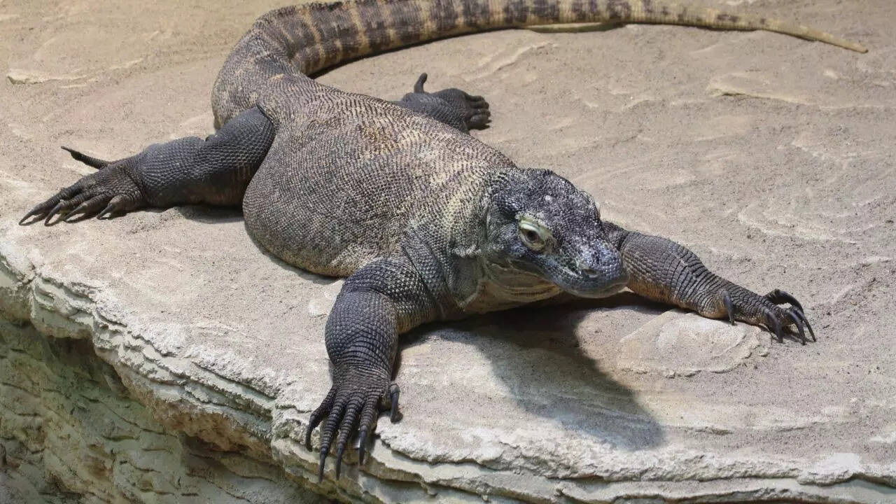 monitor lizard