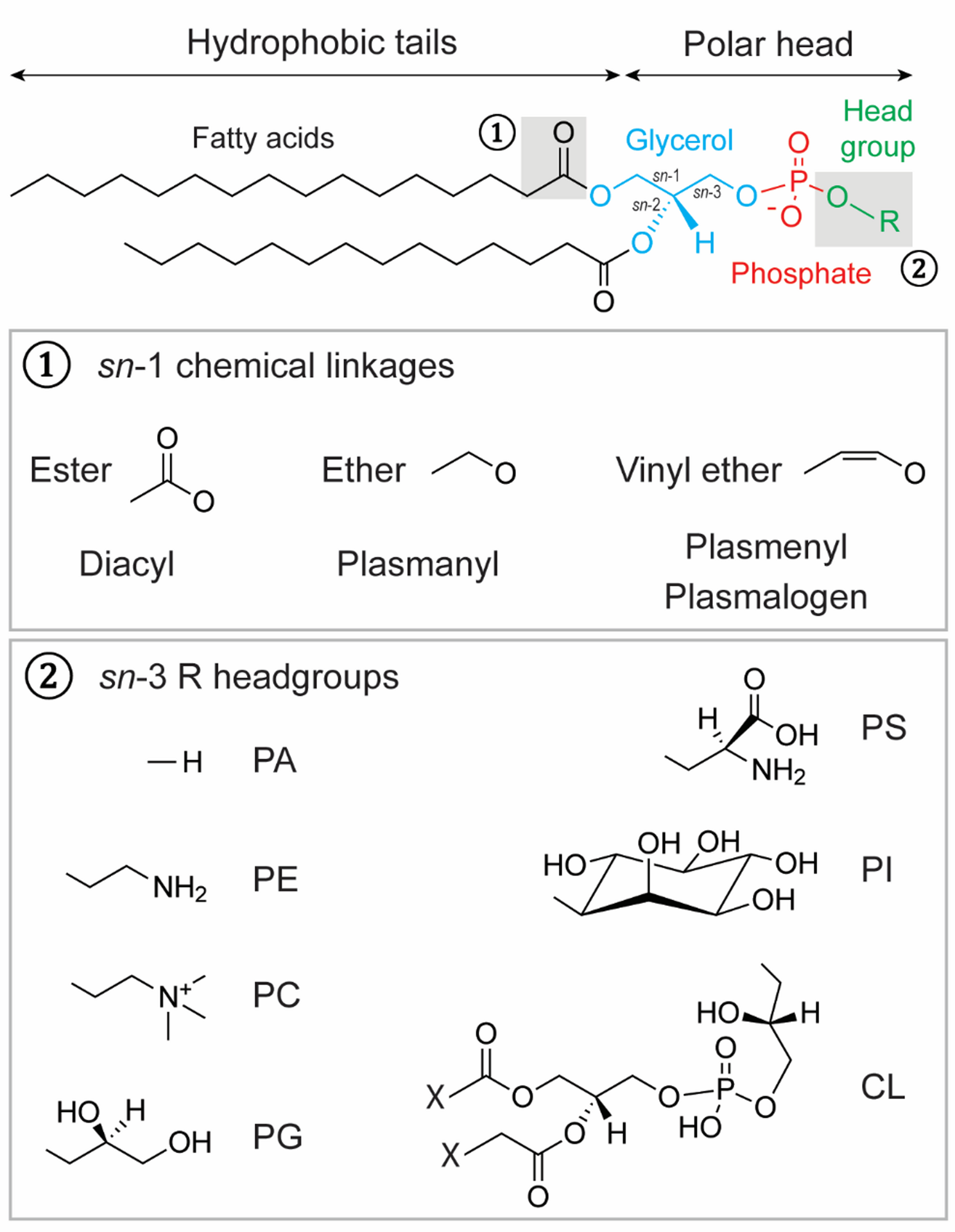 Glycerophospholipids in ALS: insights into disease mechanisms and clinical implication | Molecular Neurodegeneration