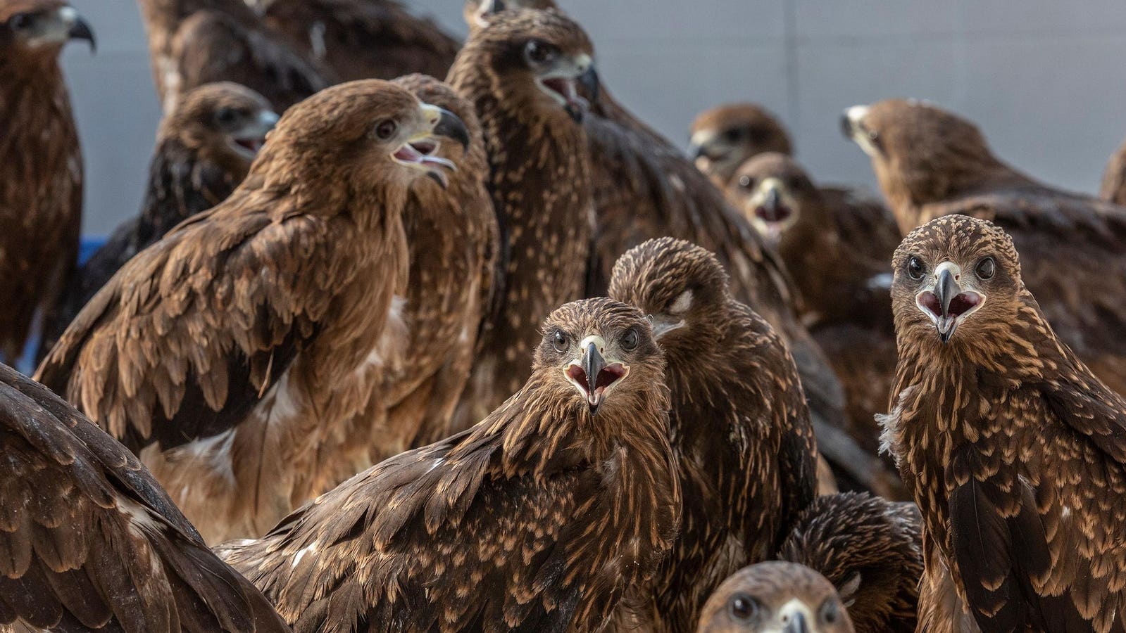 A Biologist Spotlights The Most Abundant ‘Bird Of Prey’ In The World. More Than 5 Million Exist