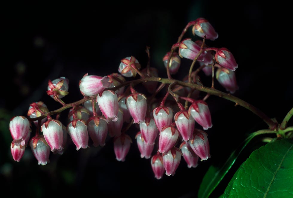 Lily of the Valley Bush flower, Ericaceae Lily of the Valley Bush flower, Ericaceae