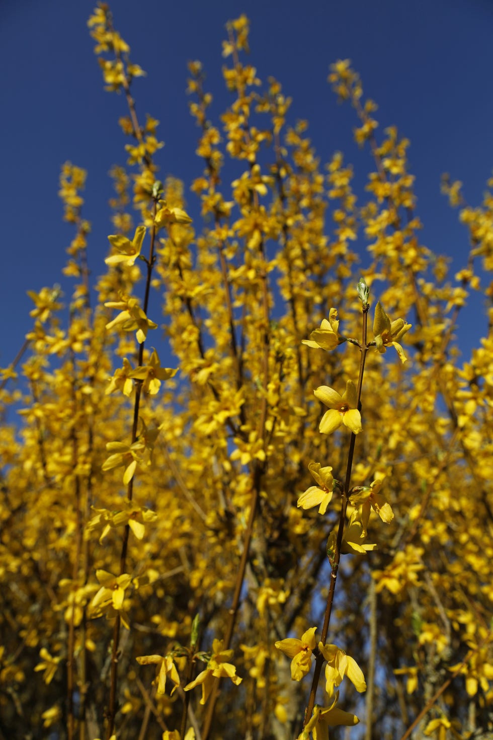 Forsythia in Eure Forsythia in Eure