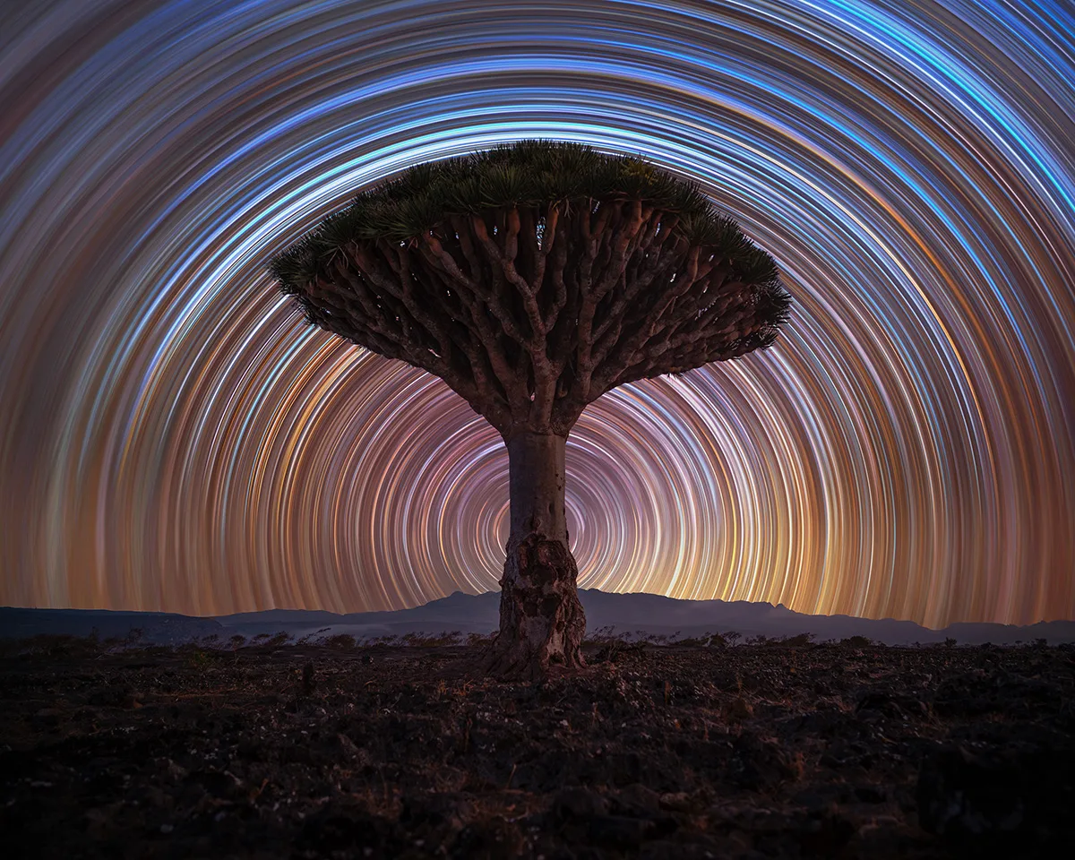 Dragon Tree Trails © Benjamin Barakat. Taken with a Sony Alpha 7 IV camera, 24 mm f/2.8, ISO 400, 30-second exposure. Location: Firmihin Forest, Hidaybu District, Yemen, 13 March 2024