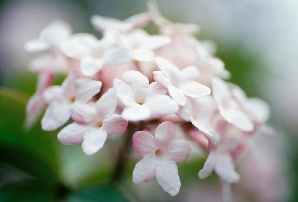 Viburnum. Viburnum.