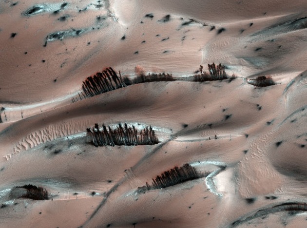 Mars sand dunes with dark streaks resembling trees.