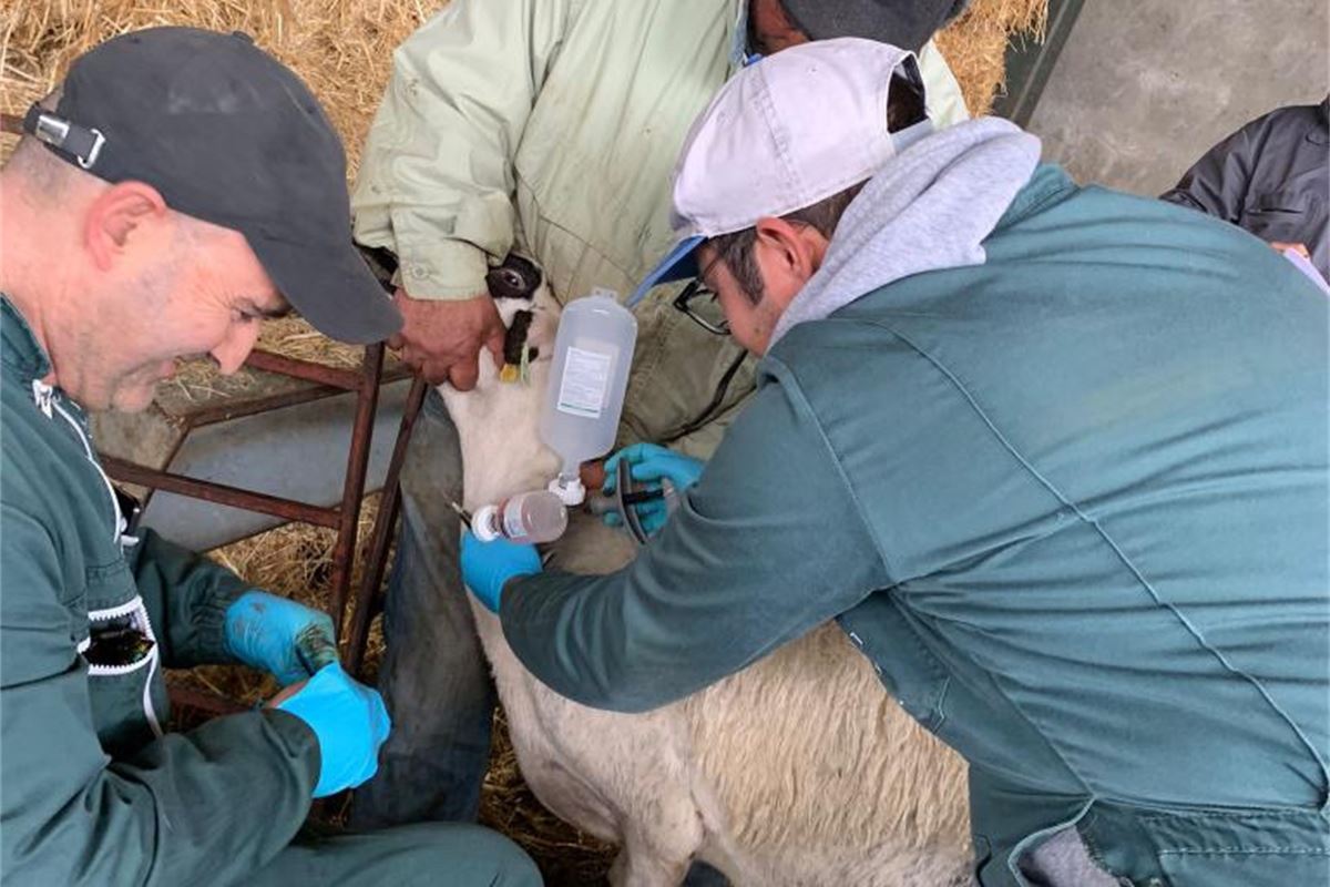 Integrating Animal Health into Pandemic Preparedness and Prevention Planning