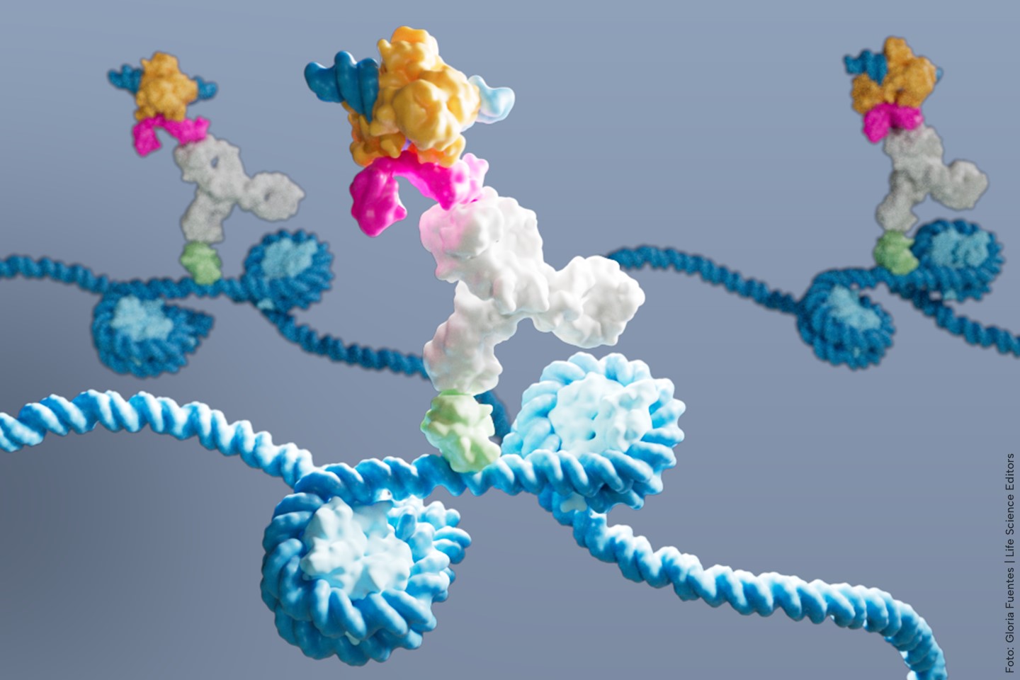 TF Binding Mapped via DynaTag in Single Cells, Low-Input Samples