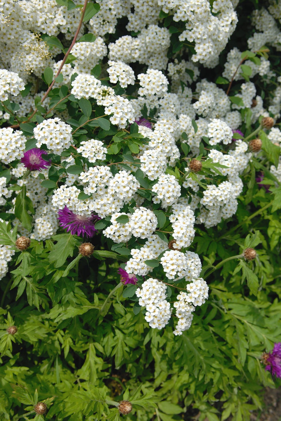 Spiraea vanhouttei Spiraea vanhouttei