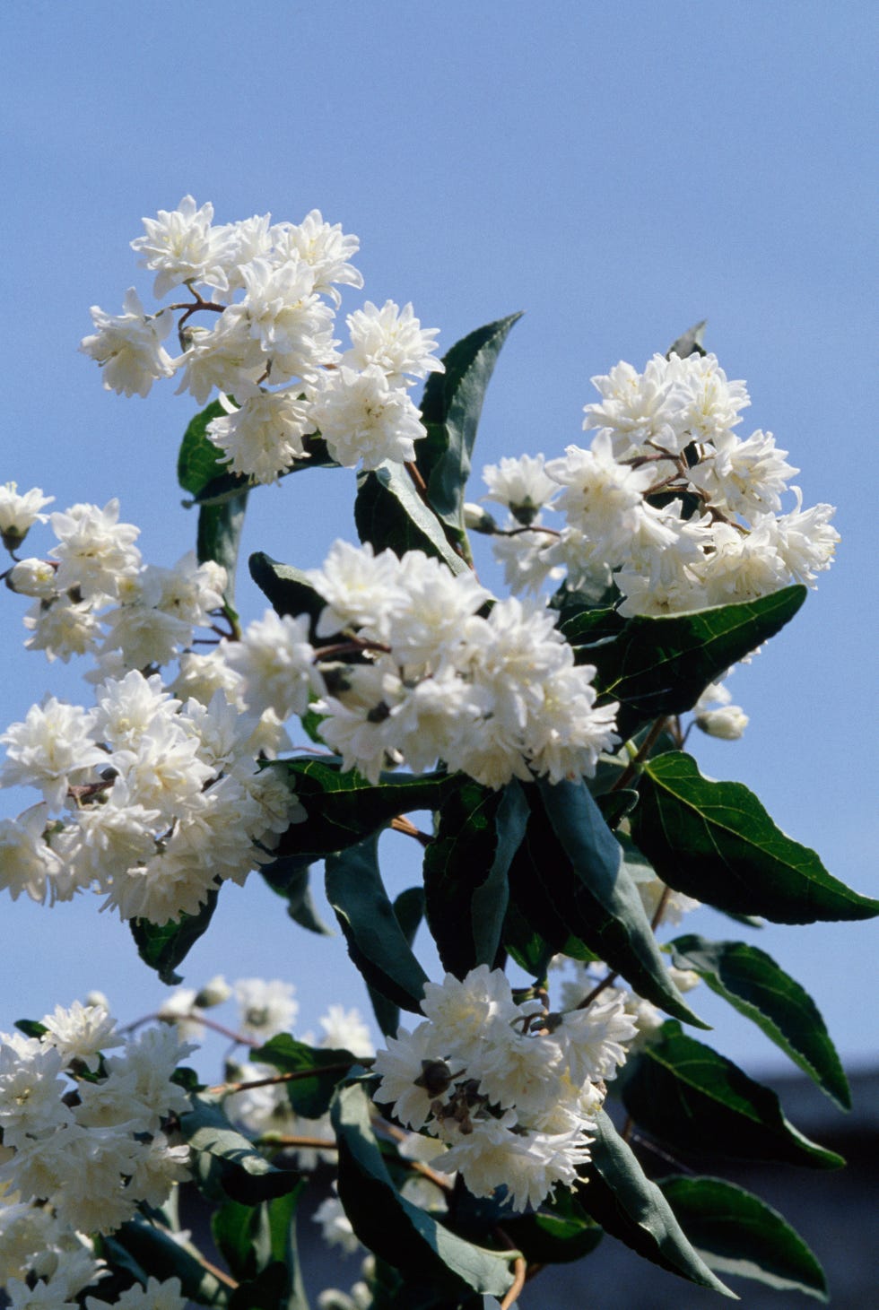 Slender pride of Rochester or Slender deutzia... Slender pride of Rochester or Slender deutzia...