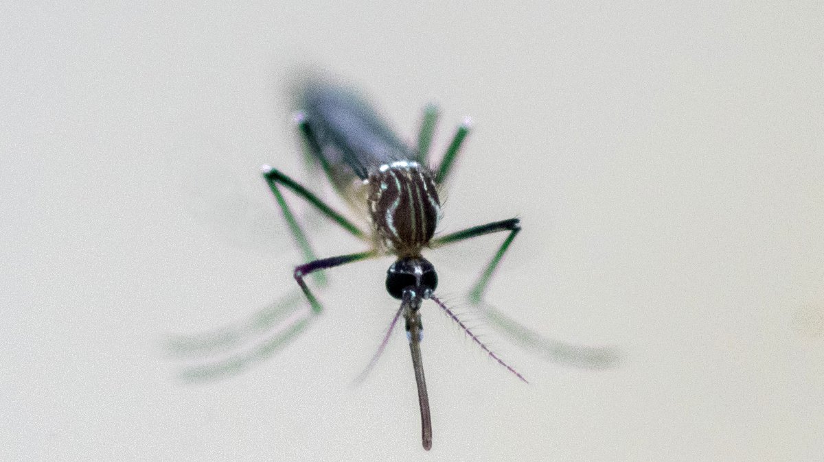 2 die, 8 infected with West Nile virus in Italy this year