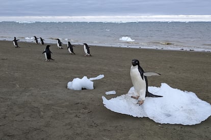 Adélie penguins walking along the Antarctic coast.