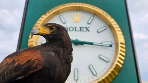 Clear Skies Falconry A Harris hawk sits motionless in front of a Rolex clock at the Open golf tournament in Royal Portrush golf club.The bird is looking to its left.