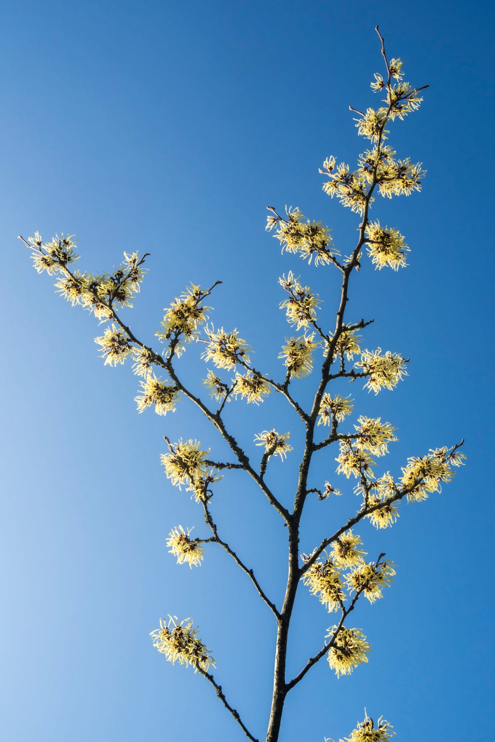 Hybrid witch hazel. Hybrid witch hazel.