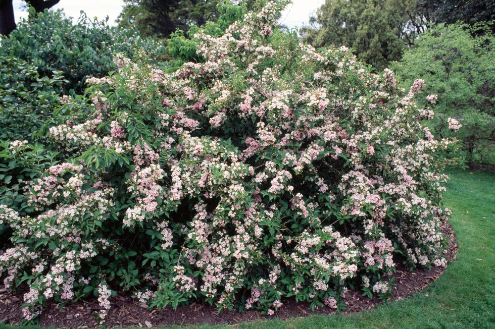 Japanese Weigela (Weigela japonica)... Japanese Weigela (Weigela japonica)...