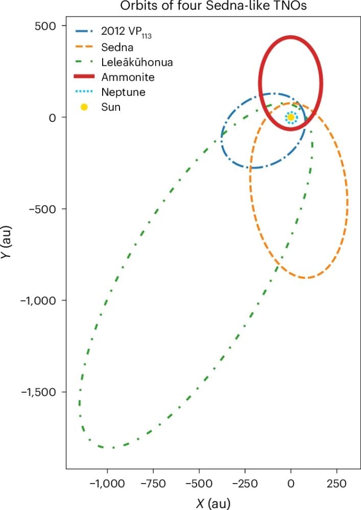 This figure shows the orbits of the four Sednoids, with Neptune's orbit around the Sun shown for comparison. "Ammonite’s longitude of perihelion is in the opposite direction of the other Sedna-like objects," the authors explain. "Its high perihelion suggests the potential for long-term orbital stability," and it's valuable for testing the hypothesized clustering of Sednoids and the hypothetical Planet Nine. Image Credit: Chen et al. 2025. NatAstr. https://doi.org/10.1038/s41550-025-02595-7