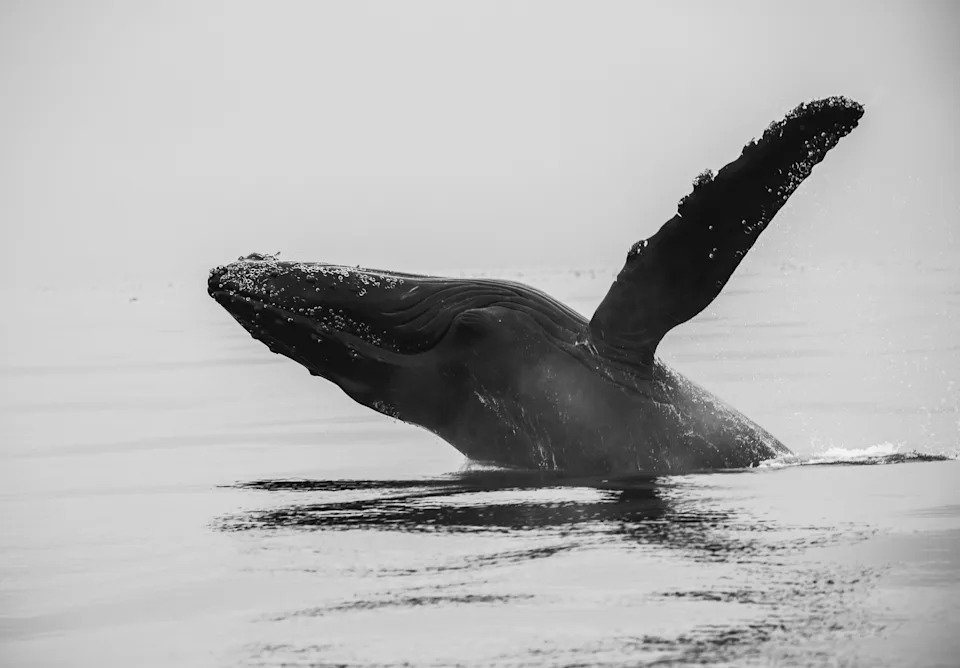 a young whale breaches