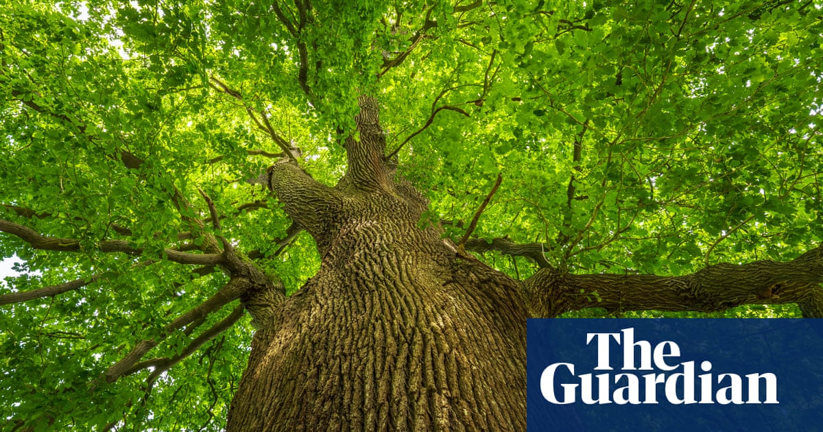 The Beatles to Virginia Woolf: UK tree of the year shortlist is rooted in culture | Trees and forests