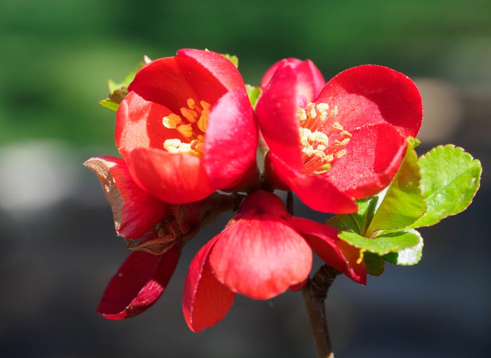 Japanese ornamental quince Japanese ornamental quince