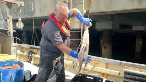BBC A man holding an octopus on the deck of a fishing boat. The boat is moored next to a concrete jetty. The fisherman is wearing grey trousers and a grey T-shirt and blue rubber gloves. He has white hair and a small orange flotation device around his neck.