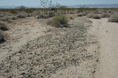 Mojave desert