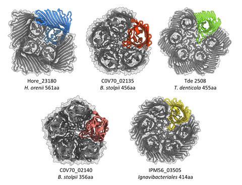 Alphafold models showing PopA family members that form tetramers, pentamers and hexamers, all featuring a central chamber