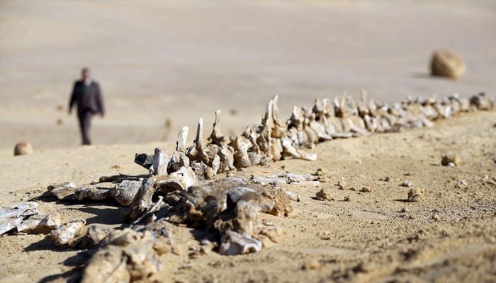 General view of the natural reserve area of Wadi Al-Hitan, taken on January 14, 2016. — Reuters