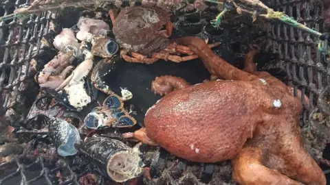 South Devon and Channel Shellfishermen An octopus with an array of shellfish in a pot. The shellfish have all been hollowed out by the octopus and just shells remain. The shells are of a myriad colour and hue and contrast with the orangey colour of the octopus which has a leathery-looking exterior and a number of visible tentacles splayed in an abandoned manner.