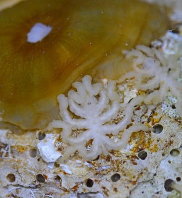 What the Sea Spider Genome Reveals About Their Bizarre Anatomy