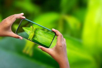 Tracking Insect and Bug Health in a Heartbeat From a Digital Camera