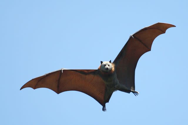 Getty Flying fruit bat