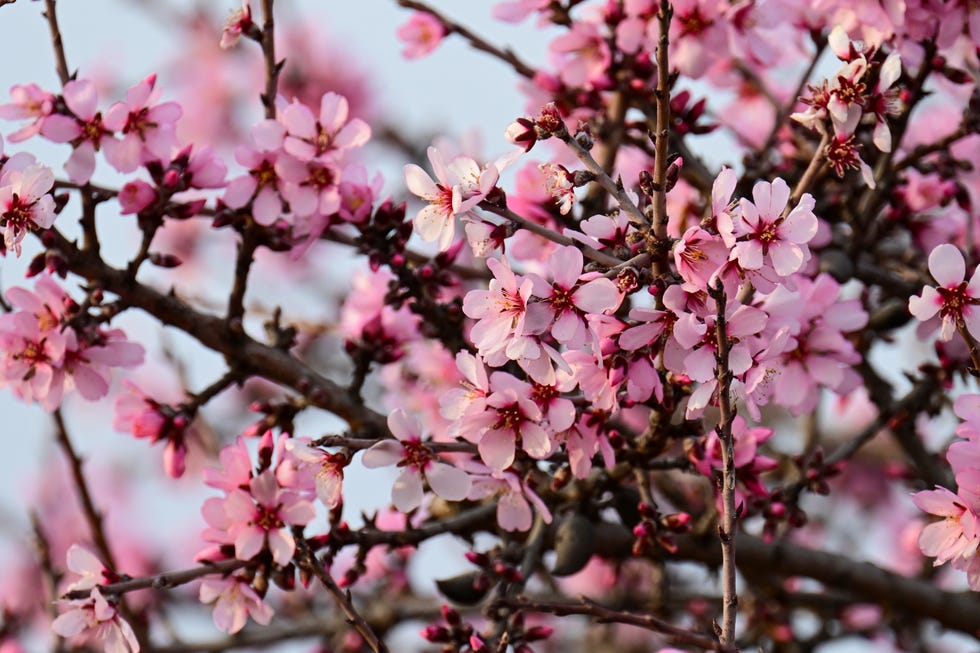 Spring season comes early to Turkiye's Adiyaman Spring season comes early to Turkiye's Adiyaman