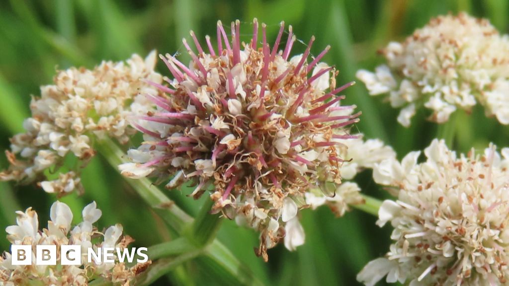 Rare flower found thriving in Hoddesdon nature reserve