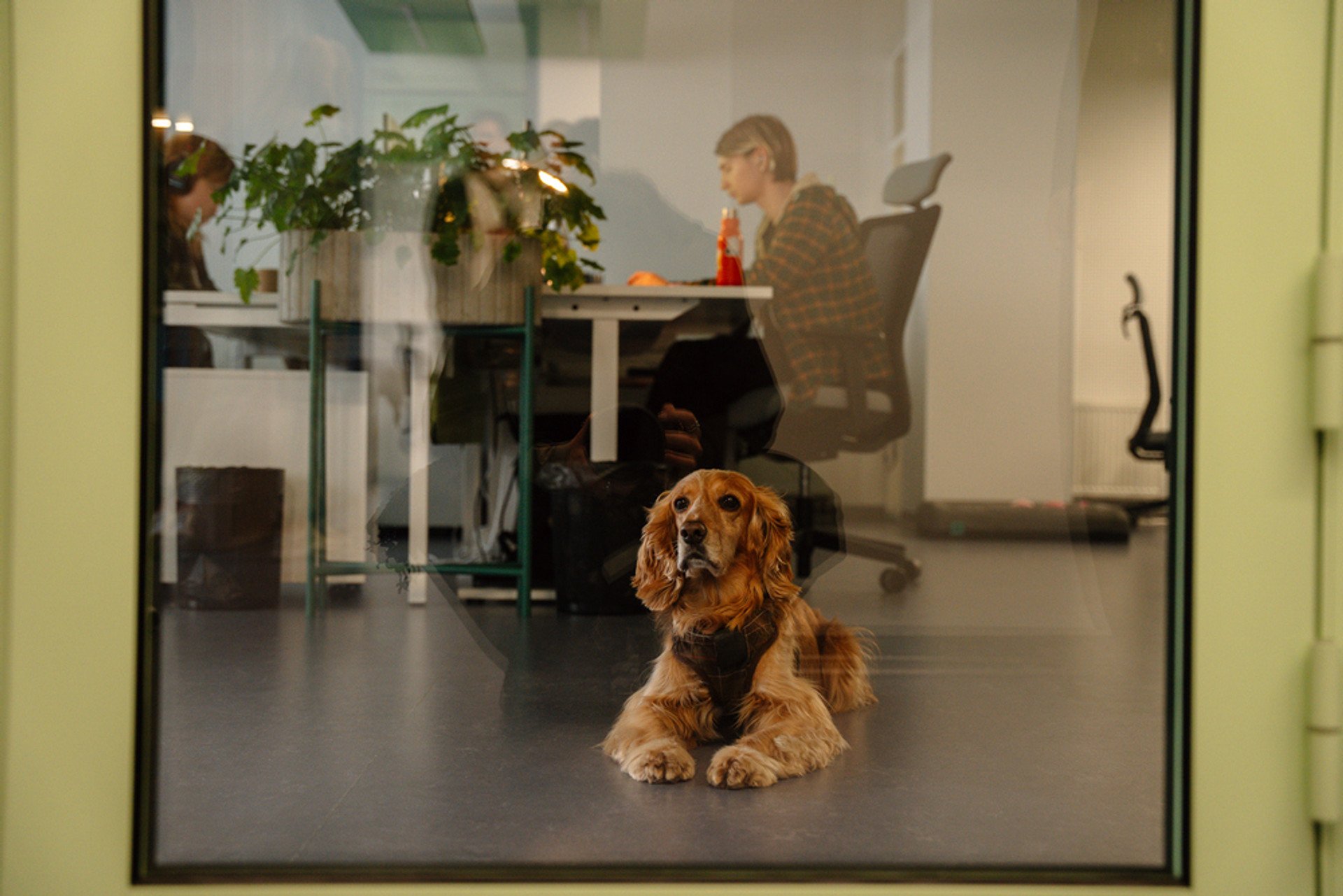 Photo from the Wix Kyiv office