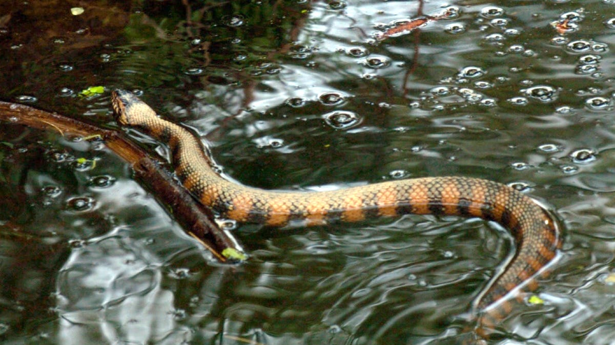 Sightings of poisonous snakes may increase after heavy rains
