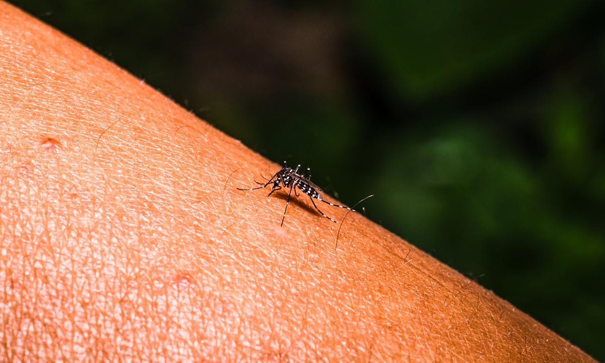 Experts cite low transmission risk, advise on avoiding mosquitoes as chikungunya cases surpass 4,000 in Foshan
