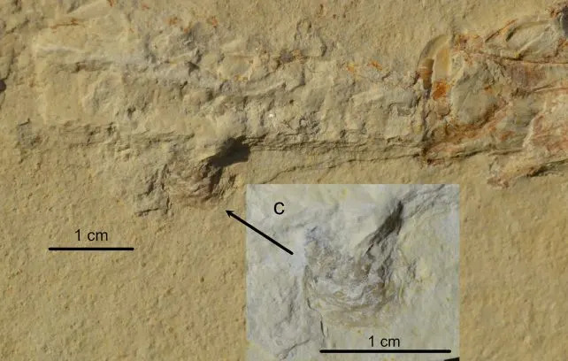 An oyster on a belemnite swallowed by a Tharsis fish. (Ebert & Kölbl-Ebert, <a href="https://doi.org/10.1038/s41598-025-00163-7" rel="nofollow noopener" target="_blank" data-ylk="slk:Sci. Rep.;elm:context_link;itc:0;sec:content-canvas" class="link "><em>Sci. Rep.</em></a>, 2025)