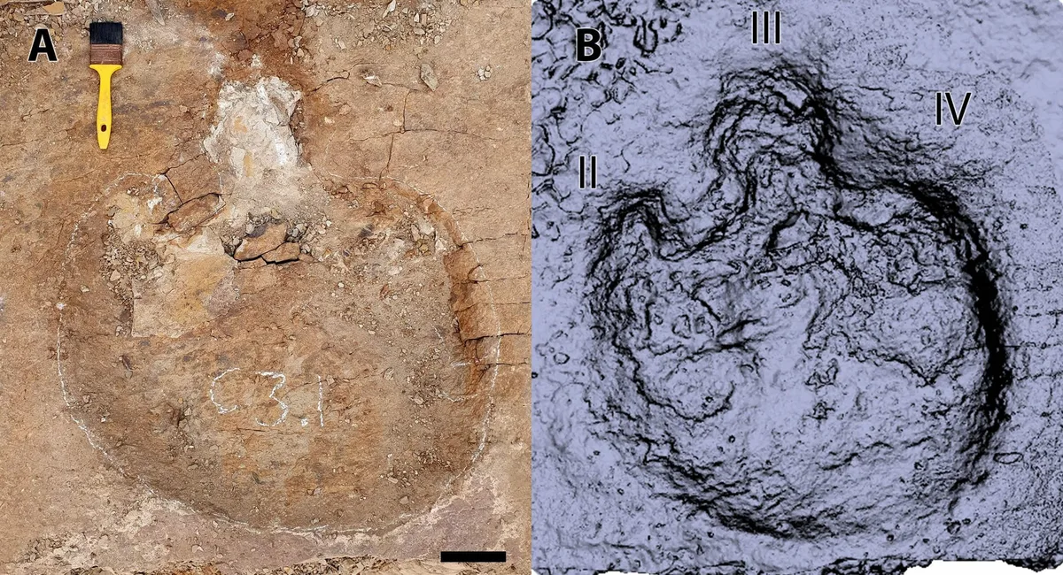 Ankylosaurid track at Skyline tracksite
