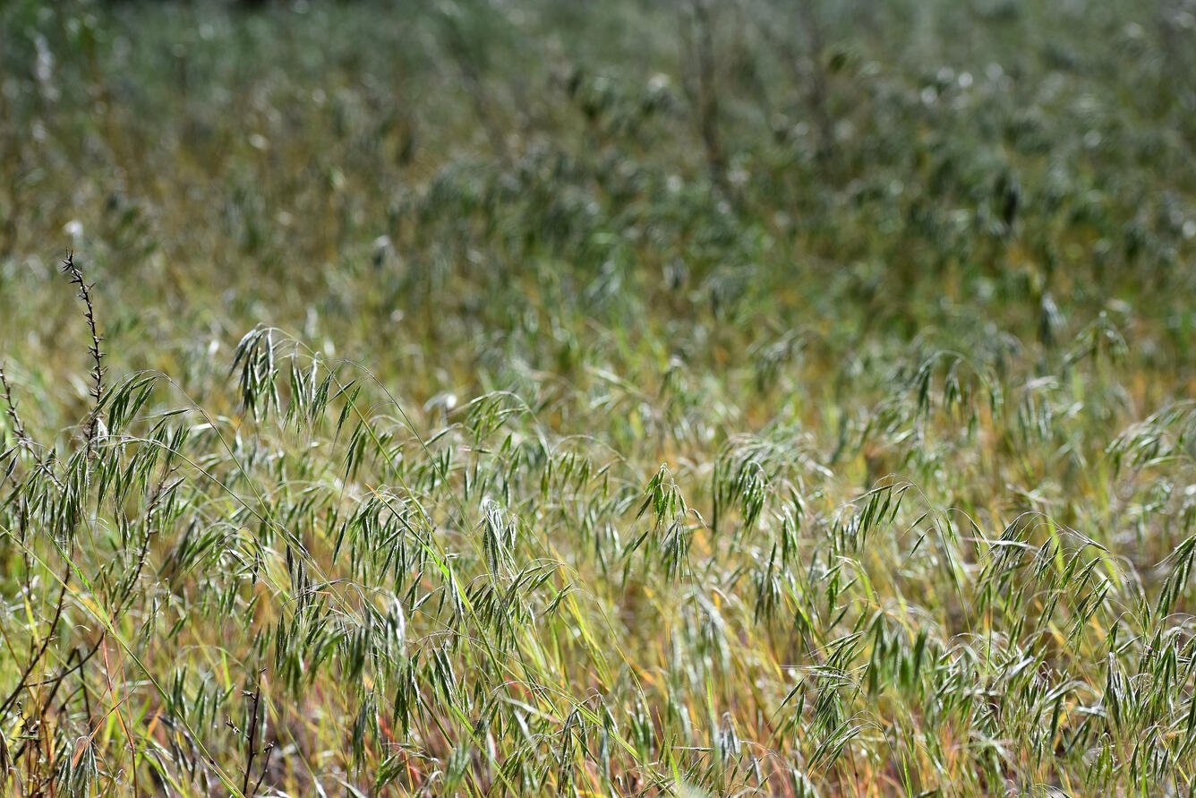A field of cheatgrass.