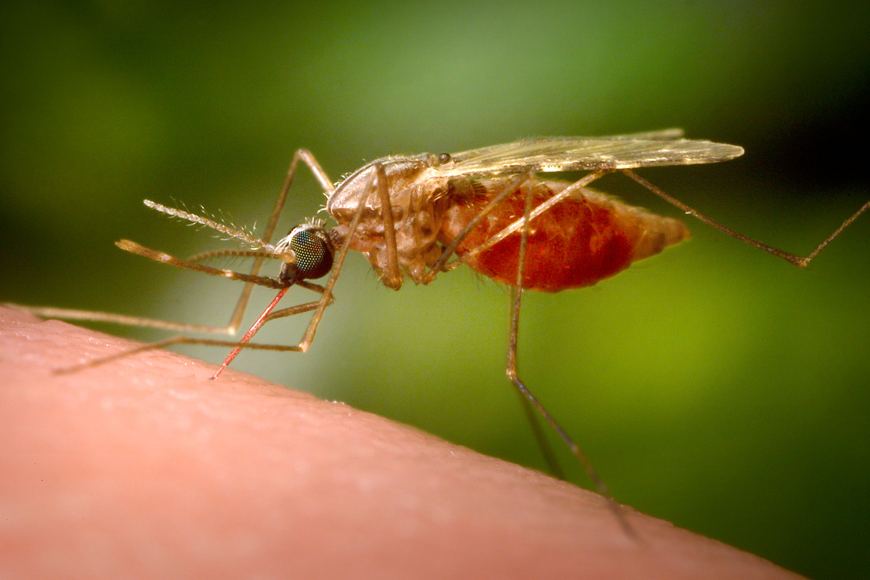 The chikungunya outbreak was described as ‘quite severe’ by Sun Yang, deputy director of the National Center for Disease Control and Prevention