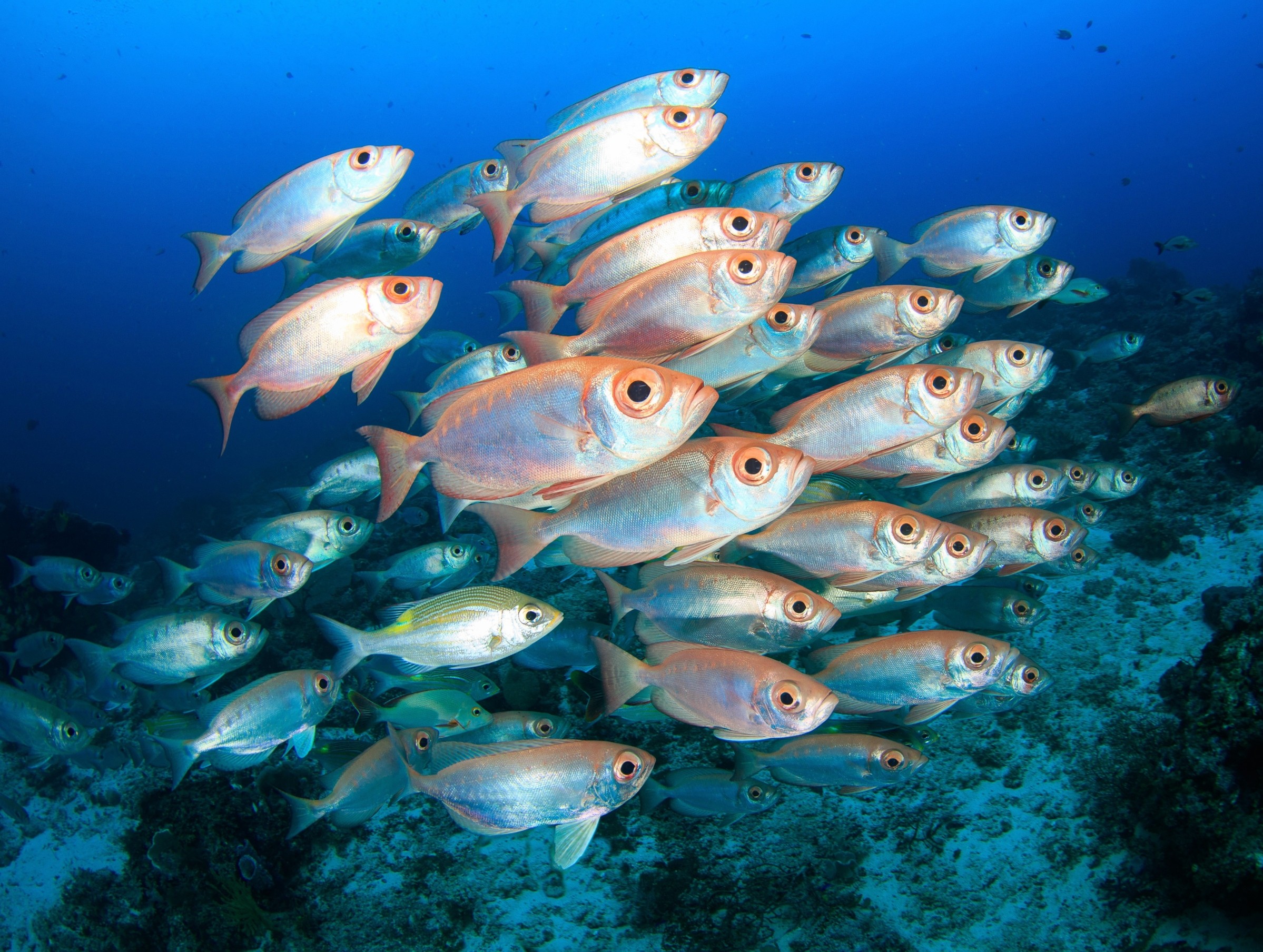 Fish in the deep sea help power the ocean’s carbon cycle