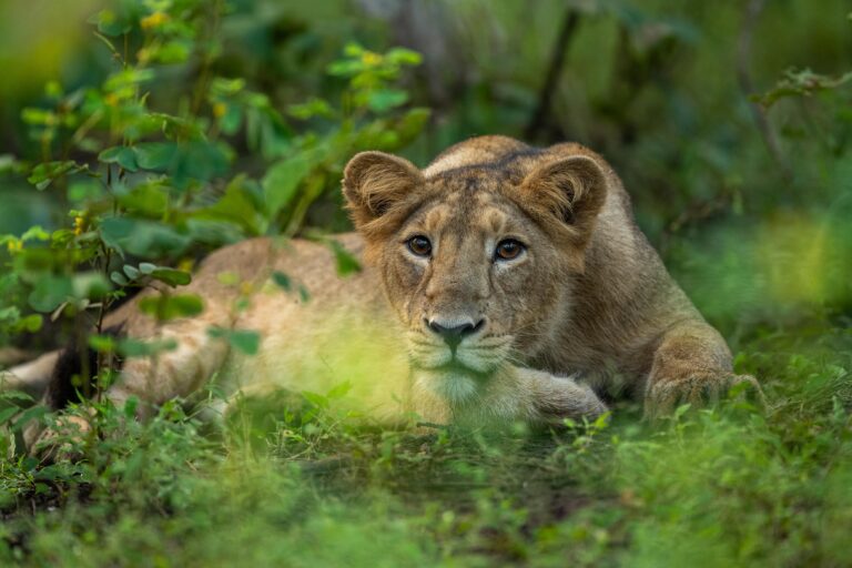 Female lions left scent marks, especially when they were in heat. Image by Mohan Ram.
