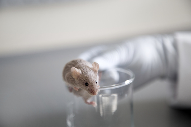 Myosin-Targeting Drug Sensitizes Glioblastoma to Treatment in Mice