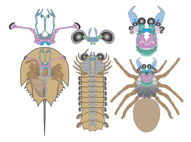 3 drawings of animals with brain outlines above, first a horseshoe crab, then Mollisonia, then spider. 