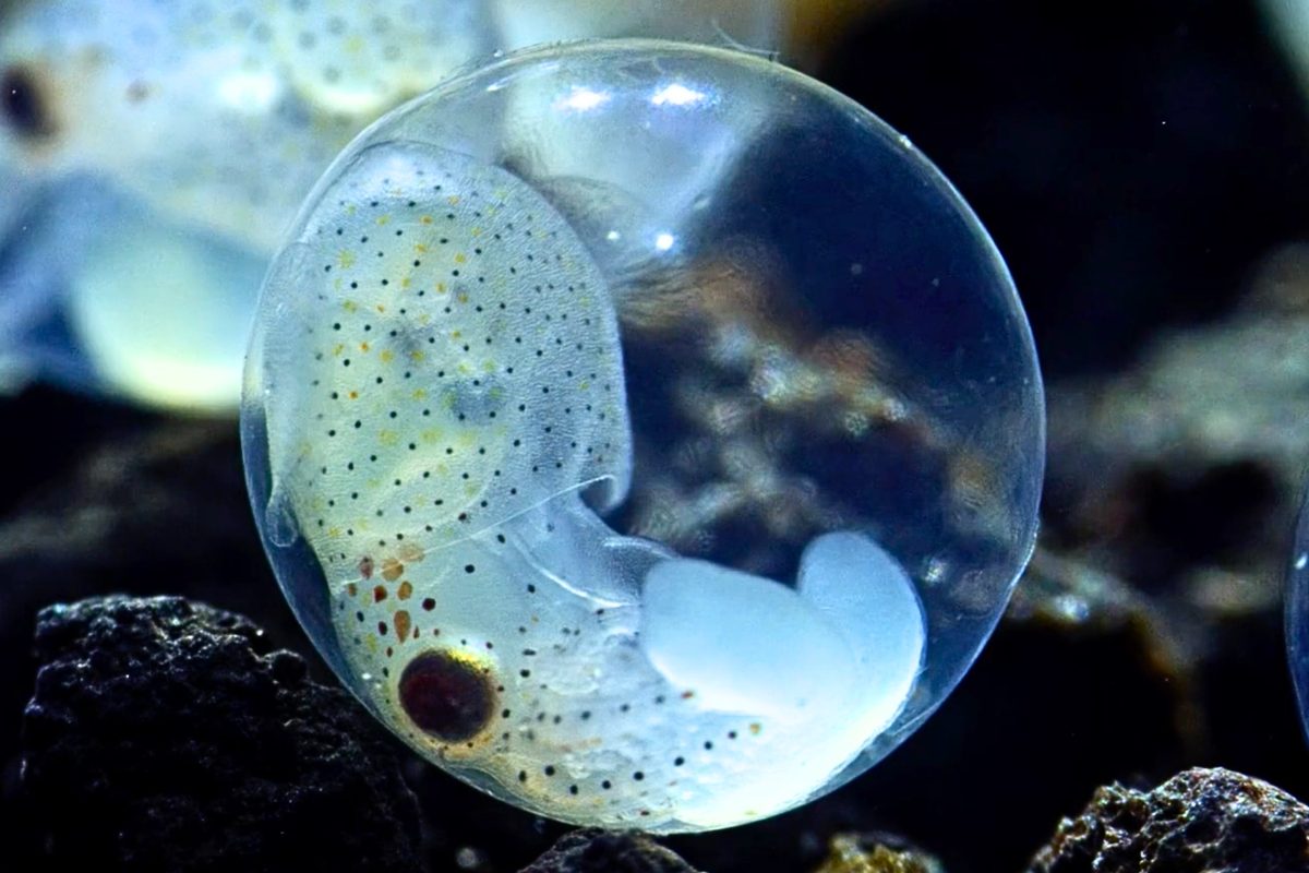 Watch this adorable baby squid tuck itself into the seabed 