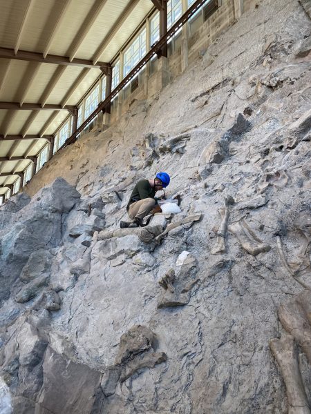A man in a hardhat sits on a steep, rocky quarry wall, which is dotted with dinosaur bones.