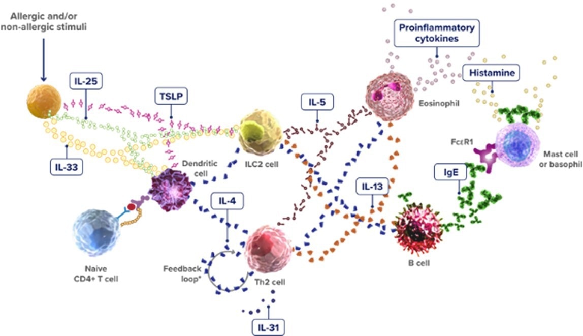 The Type 2 Inflammatory Pathway
