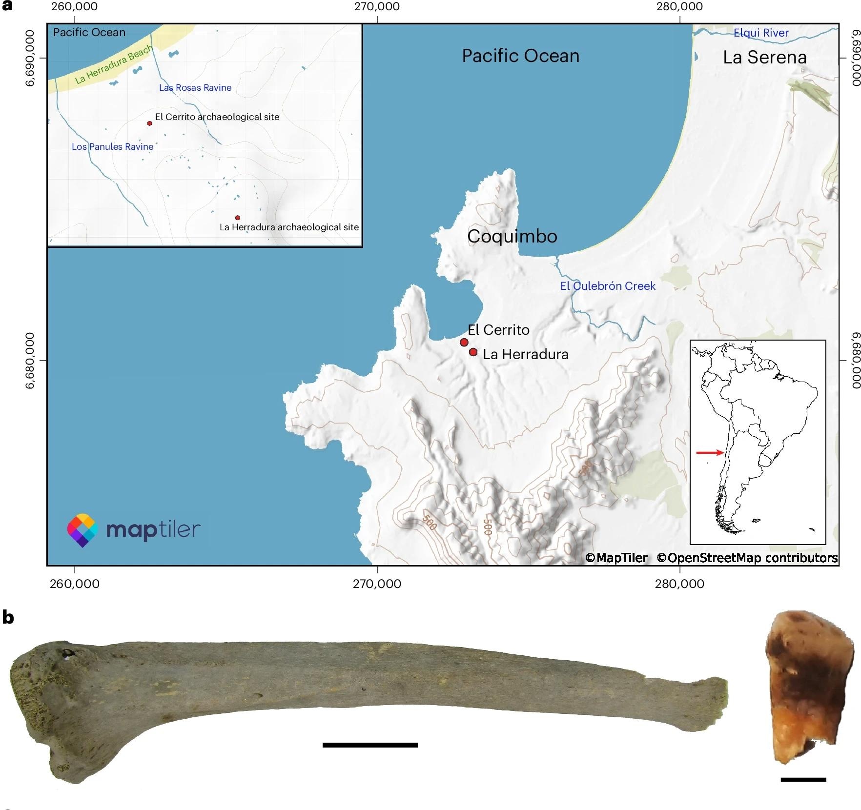 a, Map of the semi-arid region of Chile showing the location of the two archaeological sites under study. Coordinates follow the universal transverse mercator (UTM) system (Datum WGS 84, Zone 19J); values are given as easting and northing (m). Map created with the MapTiler plugin within QGIS. b, Skeletal elements that yielded the two ancient genomes of M. lepromatosis: left, tibia from ECR001 (scale bar, 5 cm); right, tooth from ECR003 (scale bar, 0.5 cm).